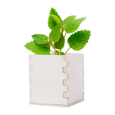 X5 Pots 1L pour plantes - plastique souple - PLANTE CARNIVORE